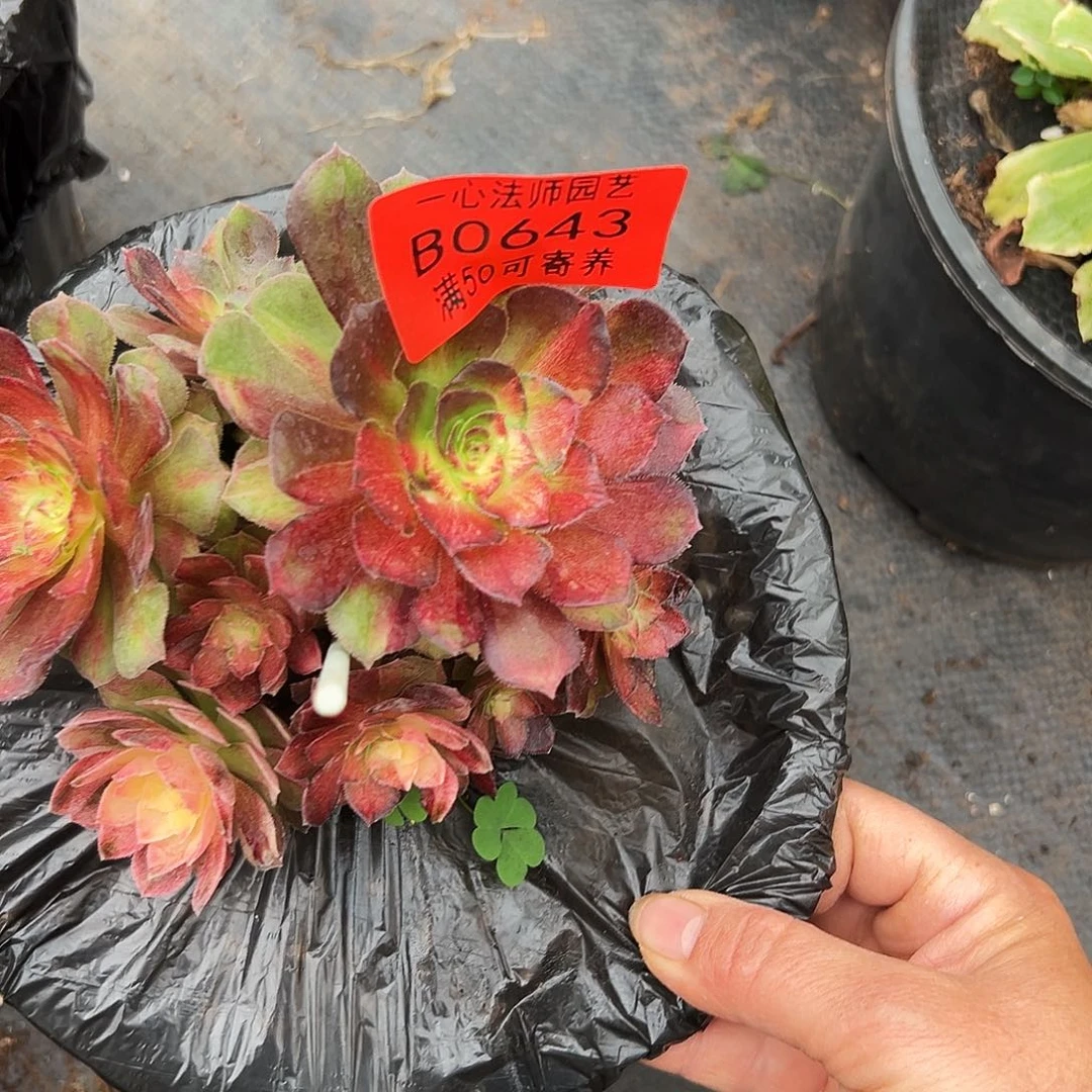 0643多肉植物海王七彩