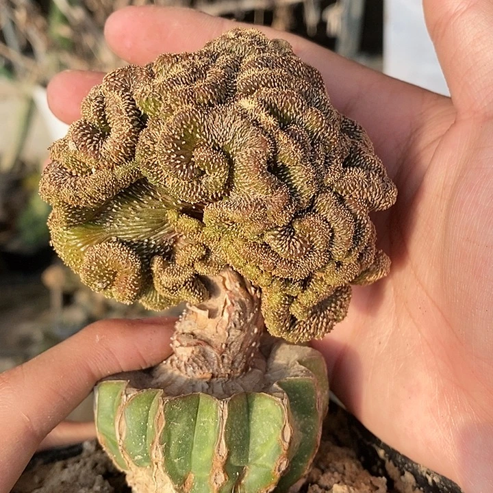 草球接树形薄叶花笼缀化