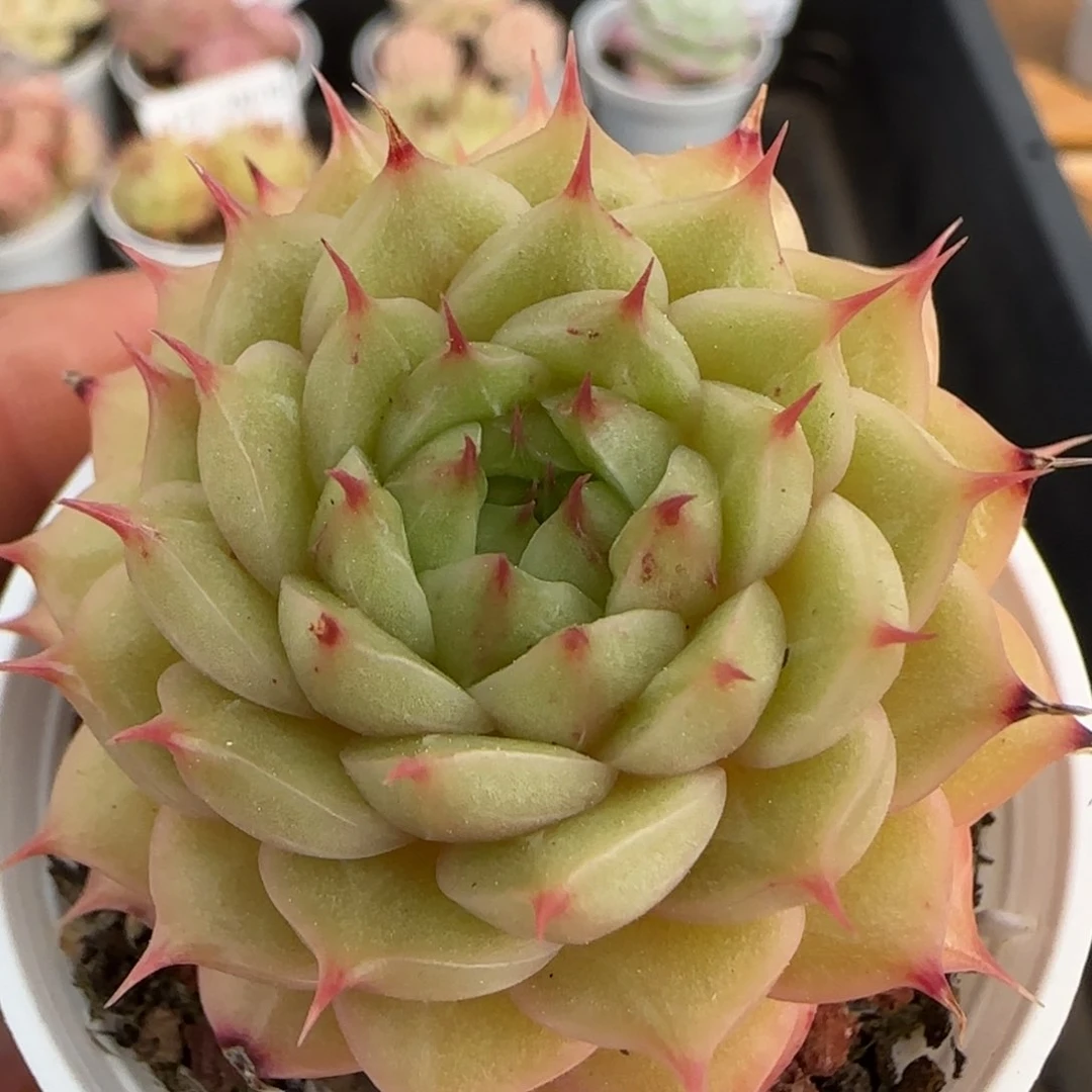 花语逸境0217-129