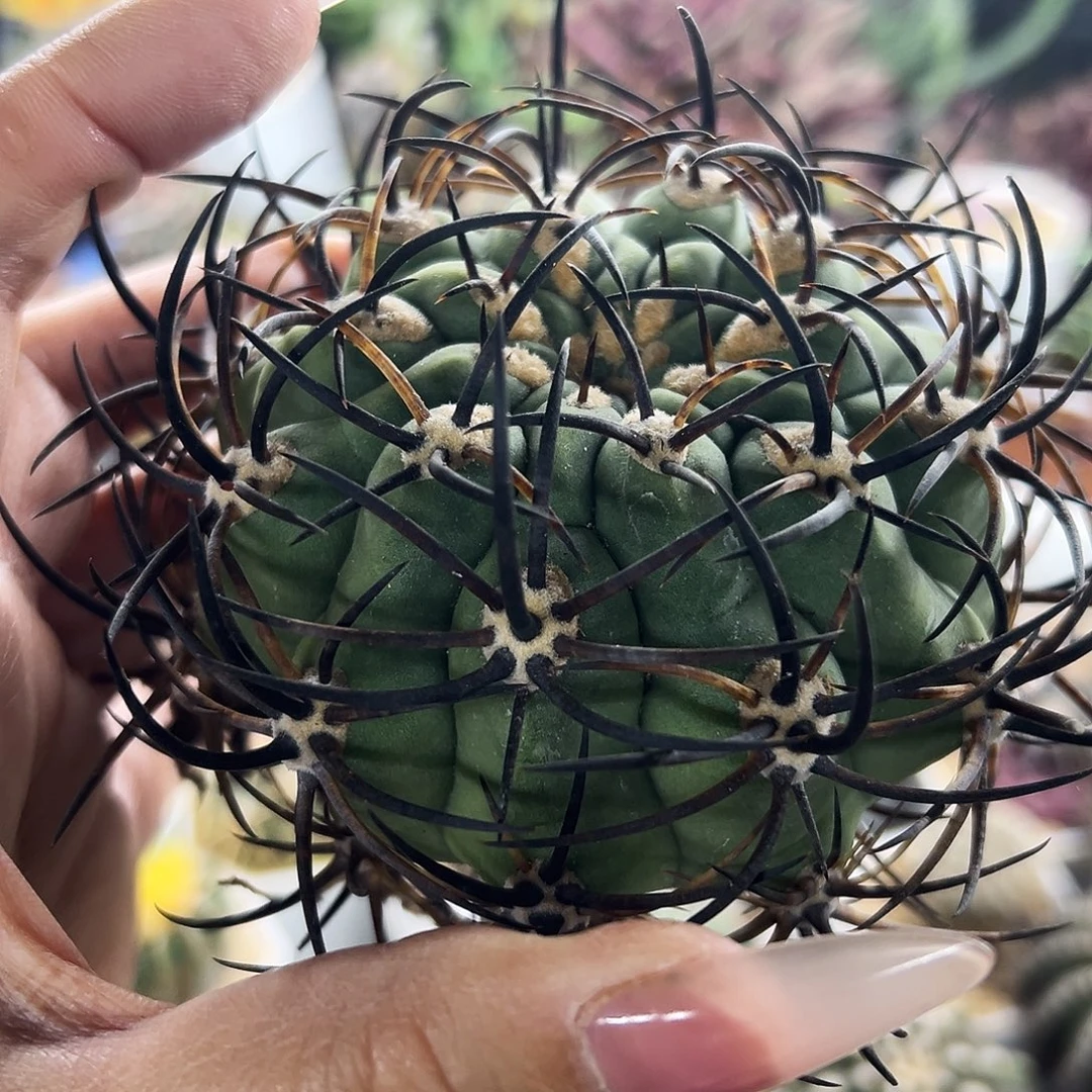 黑曜有根仙人球666666