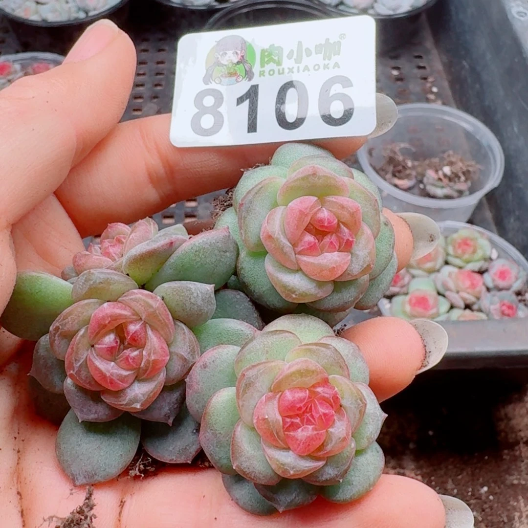 多肉植物多肉植物