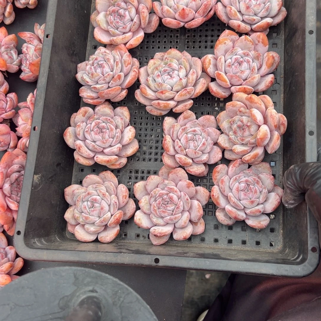 猫**酥12个星影00000000000000000