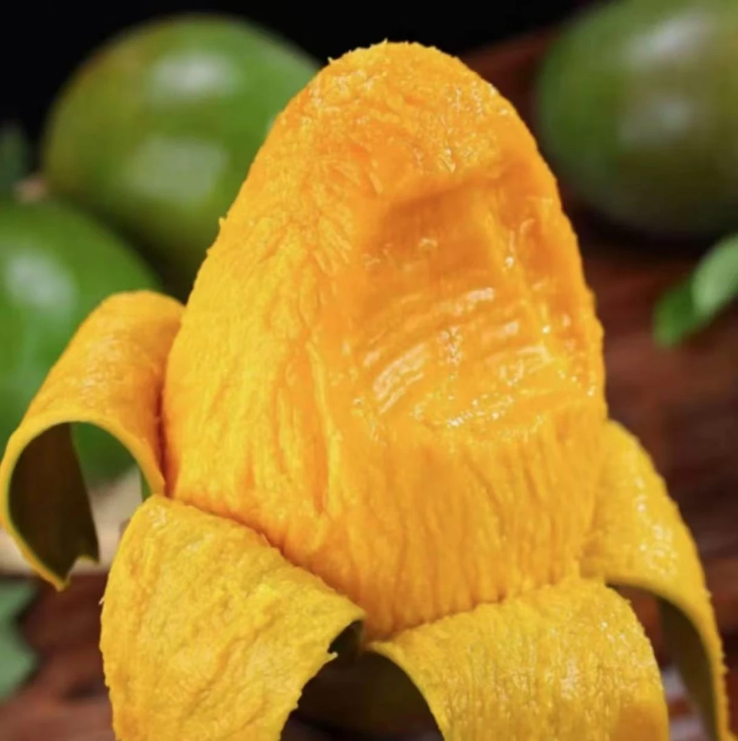攀枝花凯特芒果当季热销