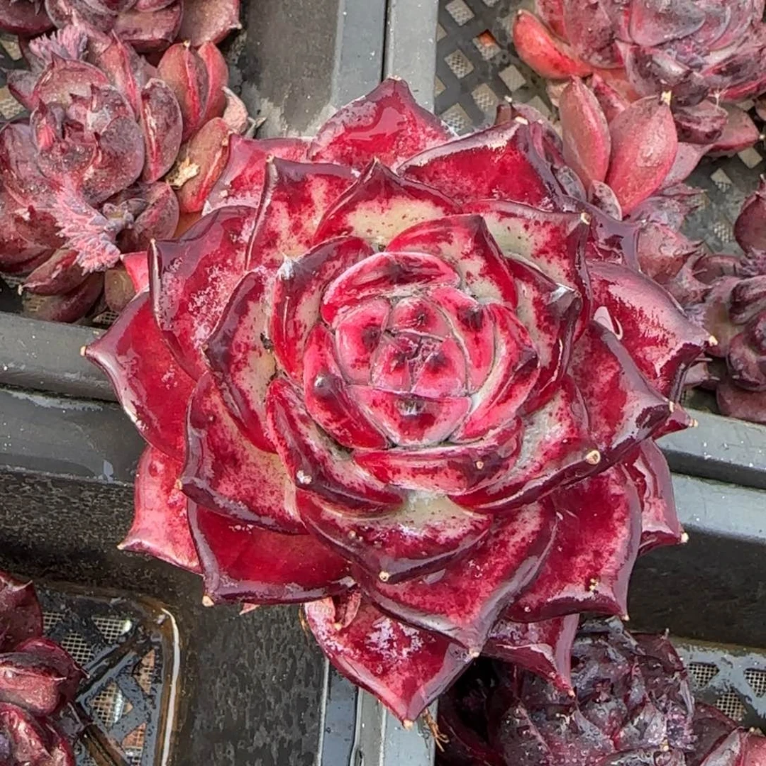 从前慢甄选多肉编号红拉糖