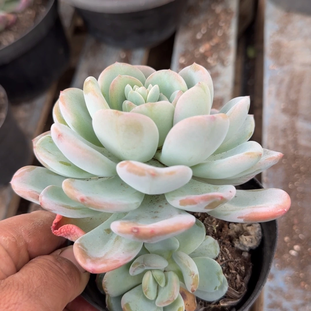 奥城一物一拍包装收缩花旱