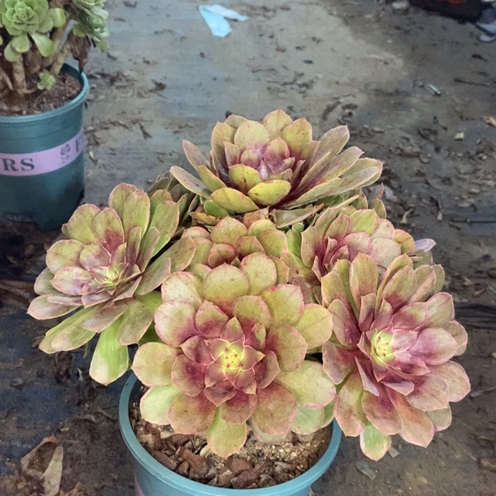 莲花座多肉植物61