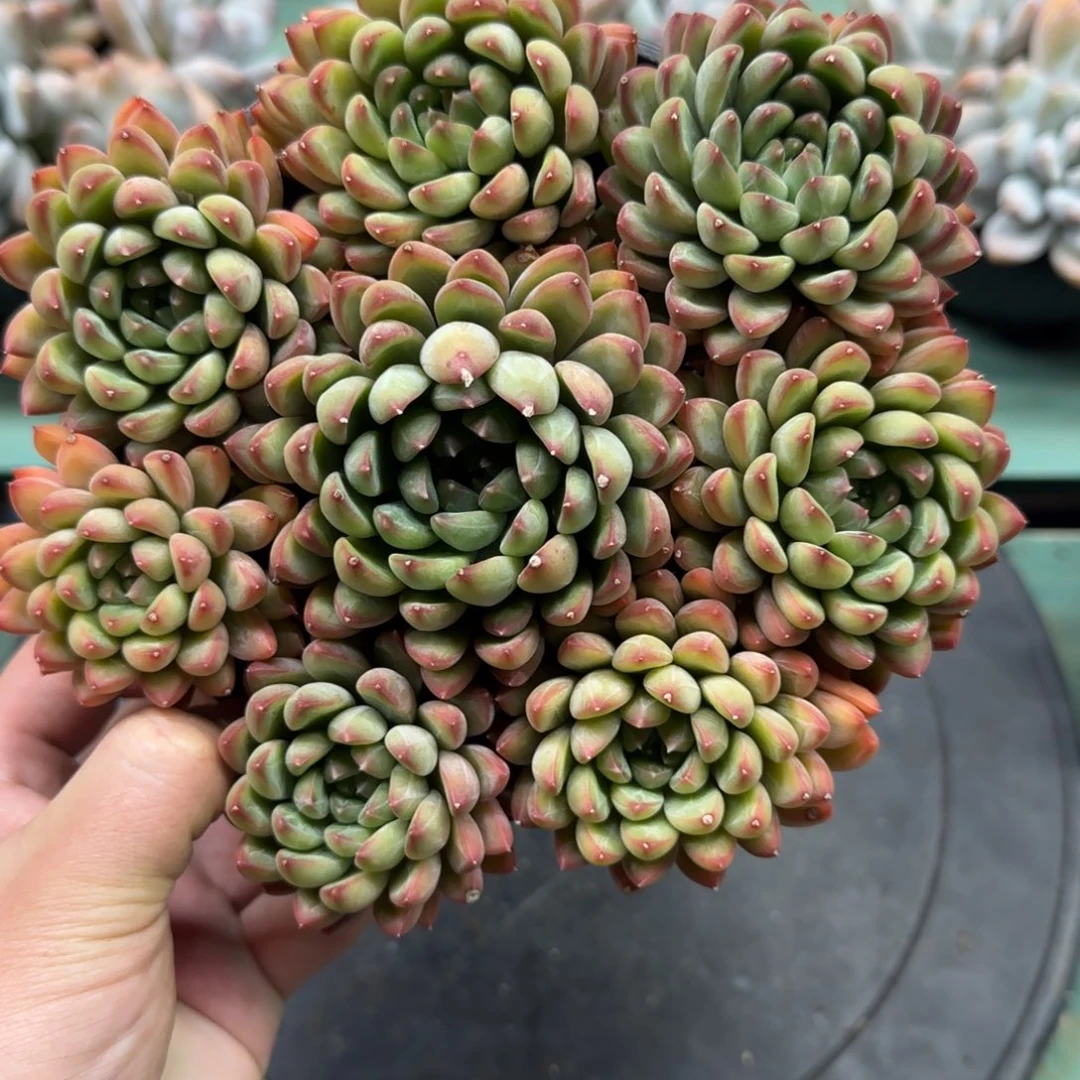 8头甲骨文，发货点延迟