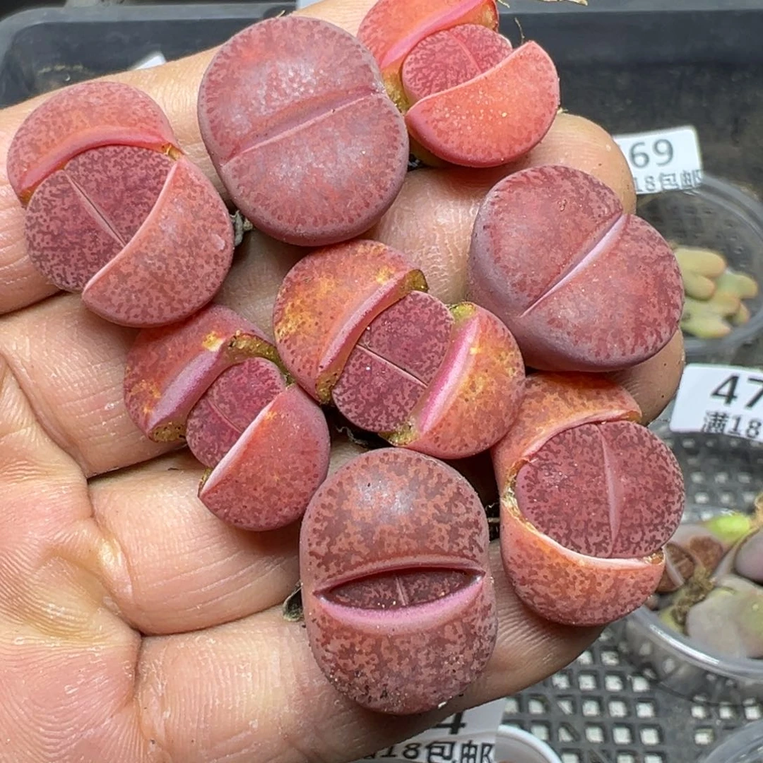 【闪购商品】 464.