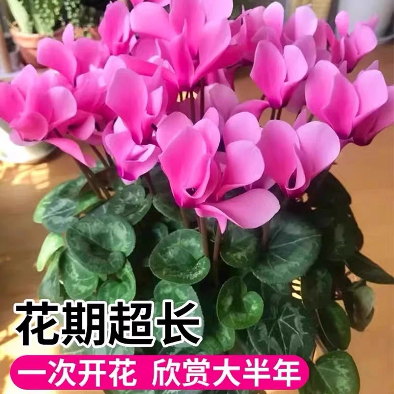 大花仙客来花盆栽带花特大号重瓣兔子花新年春节年宵鲜花过年花卉