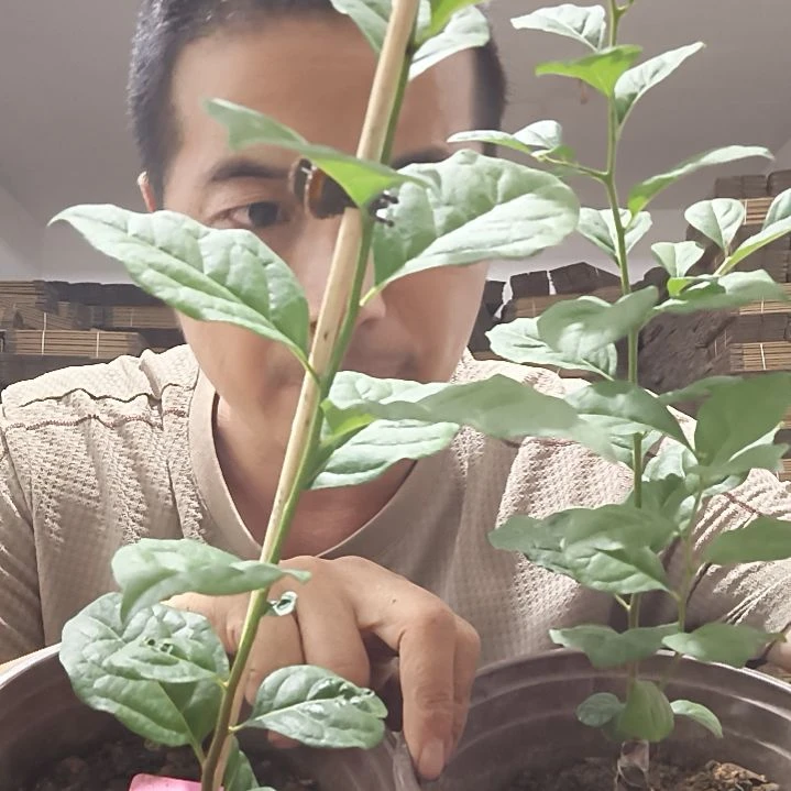 无花朵希望之a金弹子嫁接苗