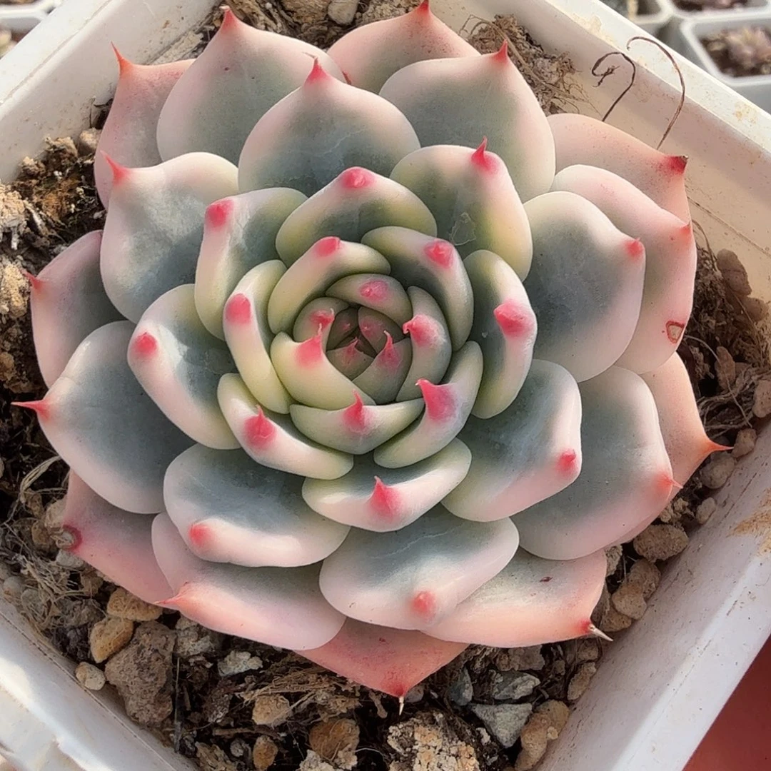 吉娃娃锦，多肉植物