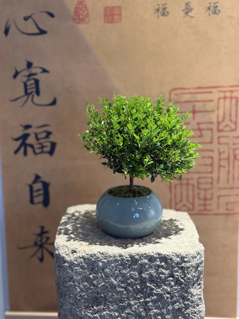 小叶赤楠老桩盆景室内绿植净化空气四季常青好养美观