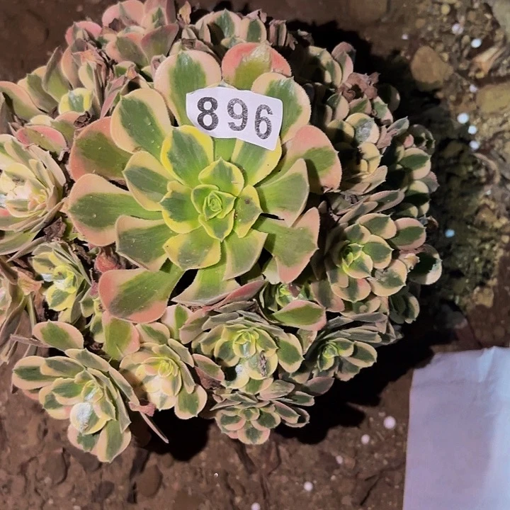 896红袖多肉植物不售后