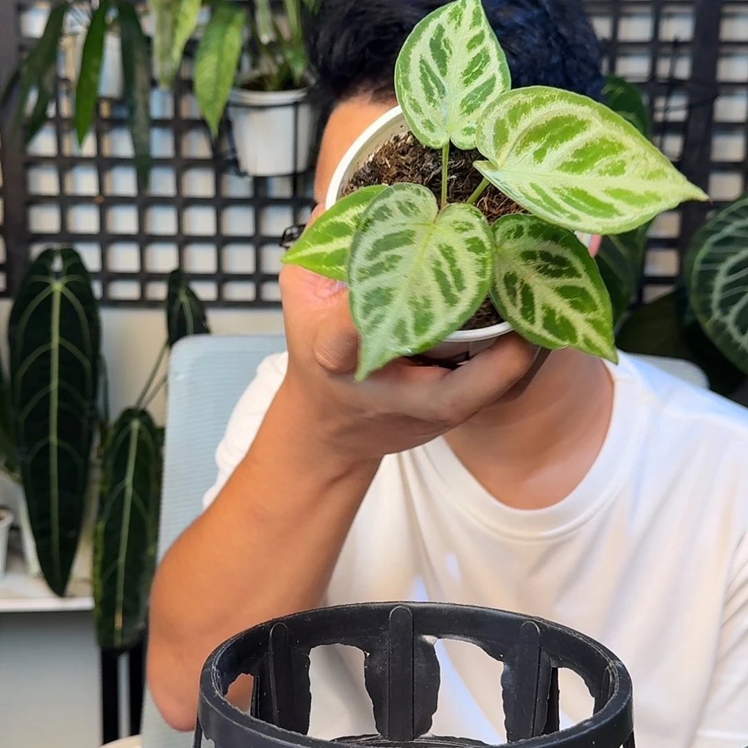 无花朵述****杨一物一拍F111