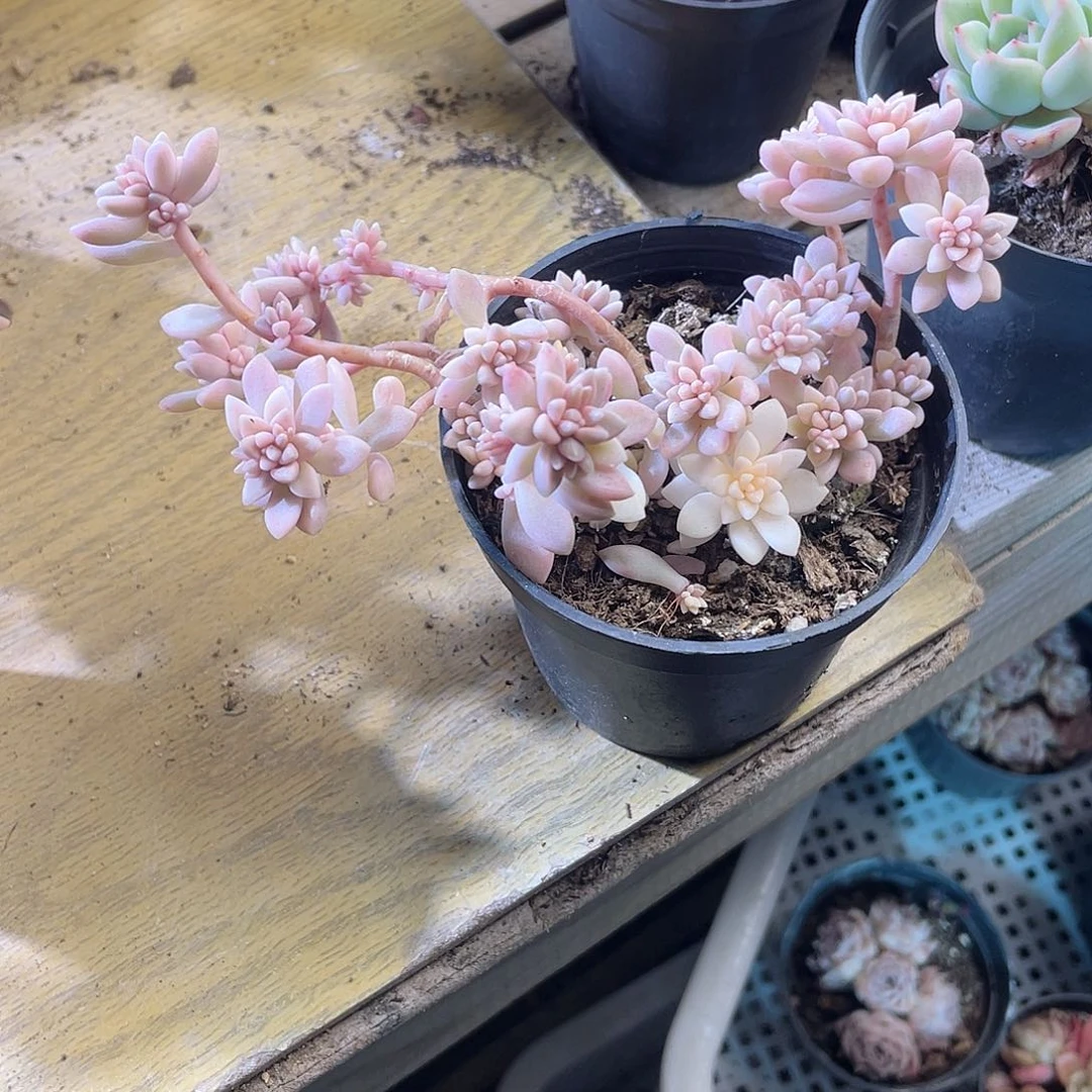 ?**?2420  秋丽锦 六月六