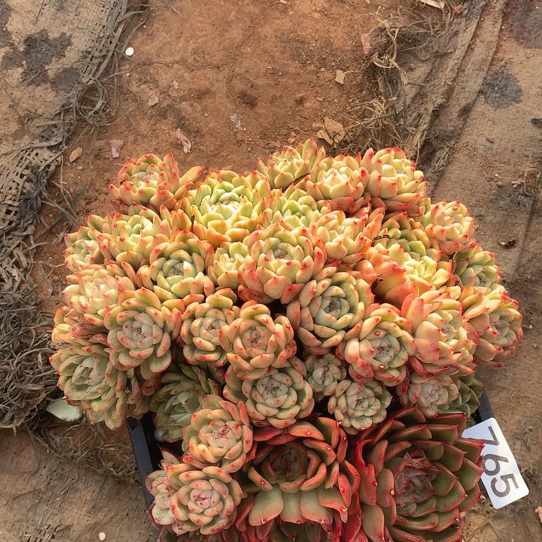 765冰天使锦一物一拍多肉