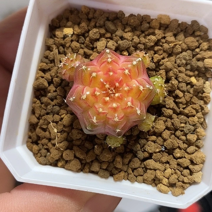 泰系轮回—带盆土发货35