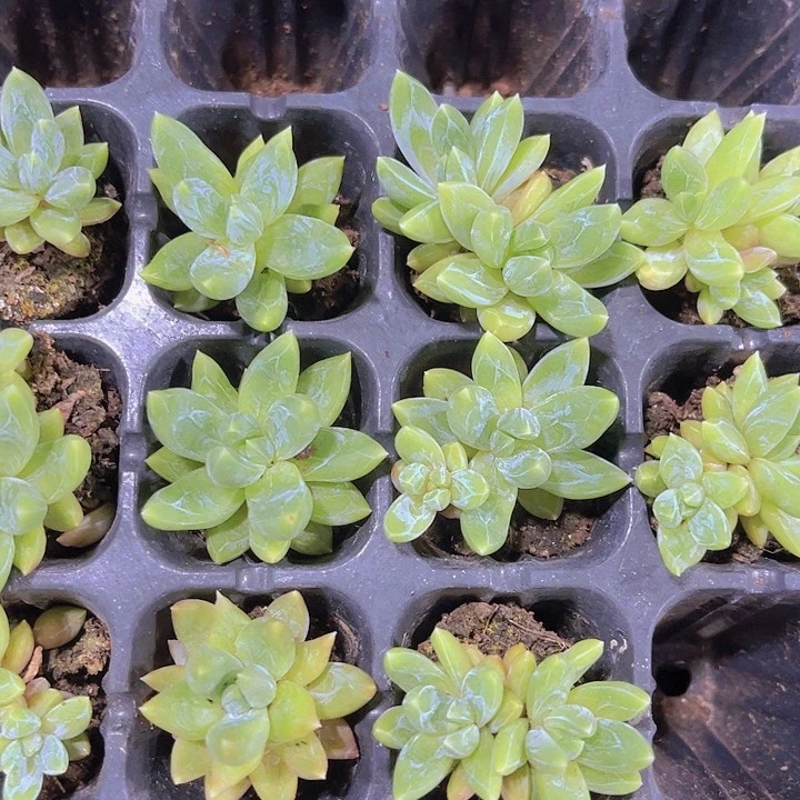 精品炫彩星多肉植物