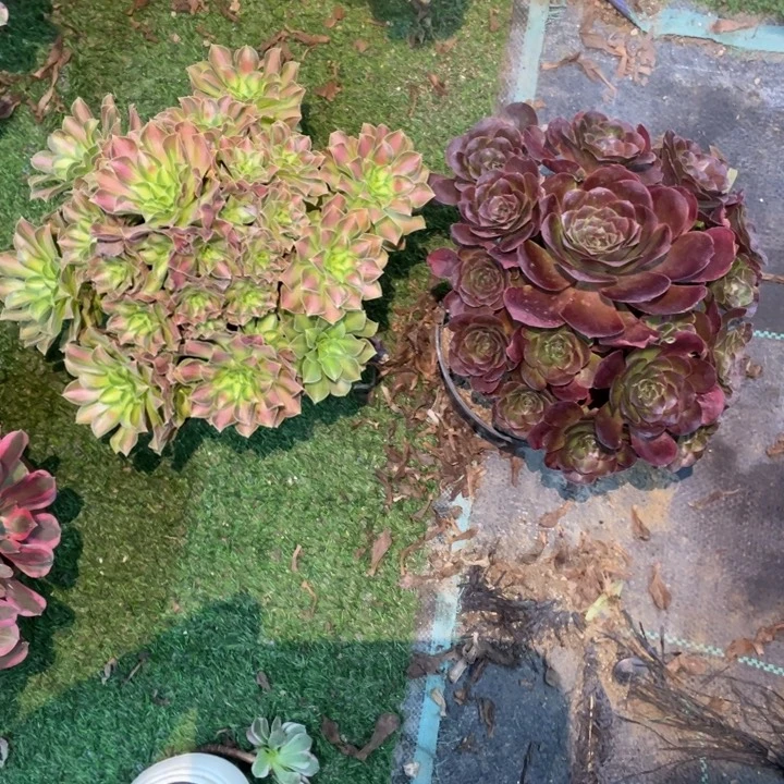 20号两颗法师组合