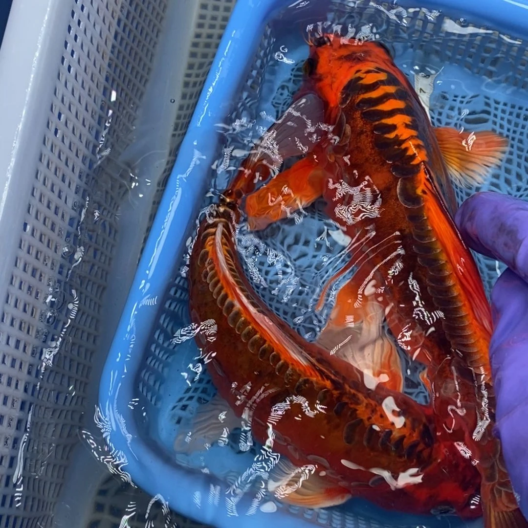 锦鲤冷水锦鲤包邮