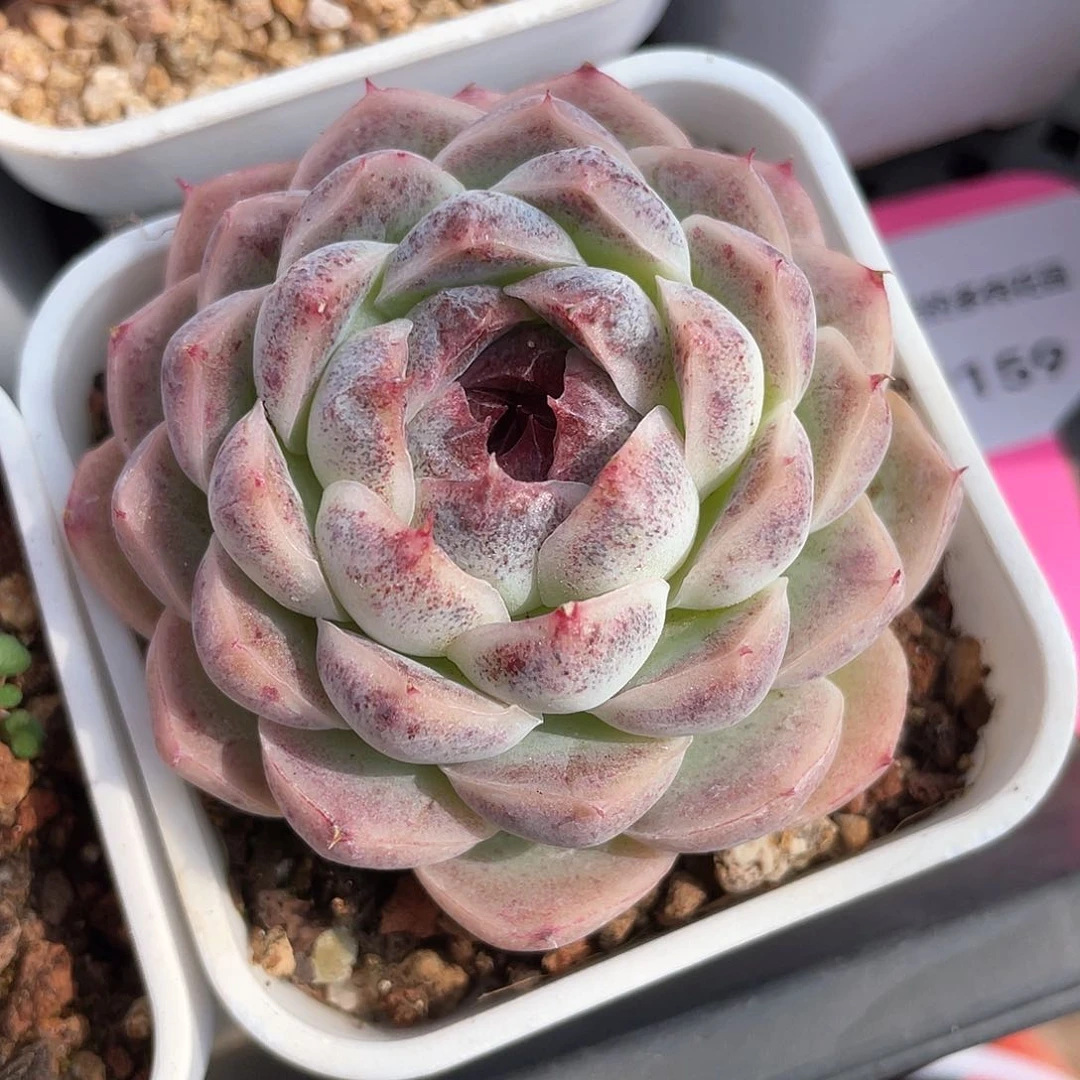 五**咪优选太妃糖福利821