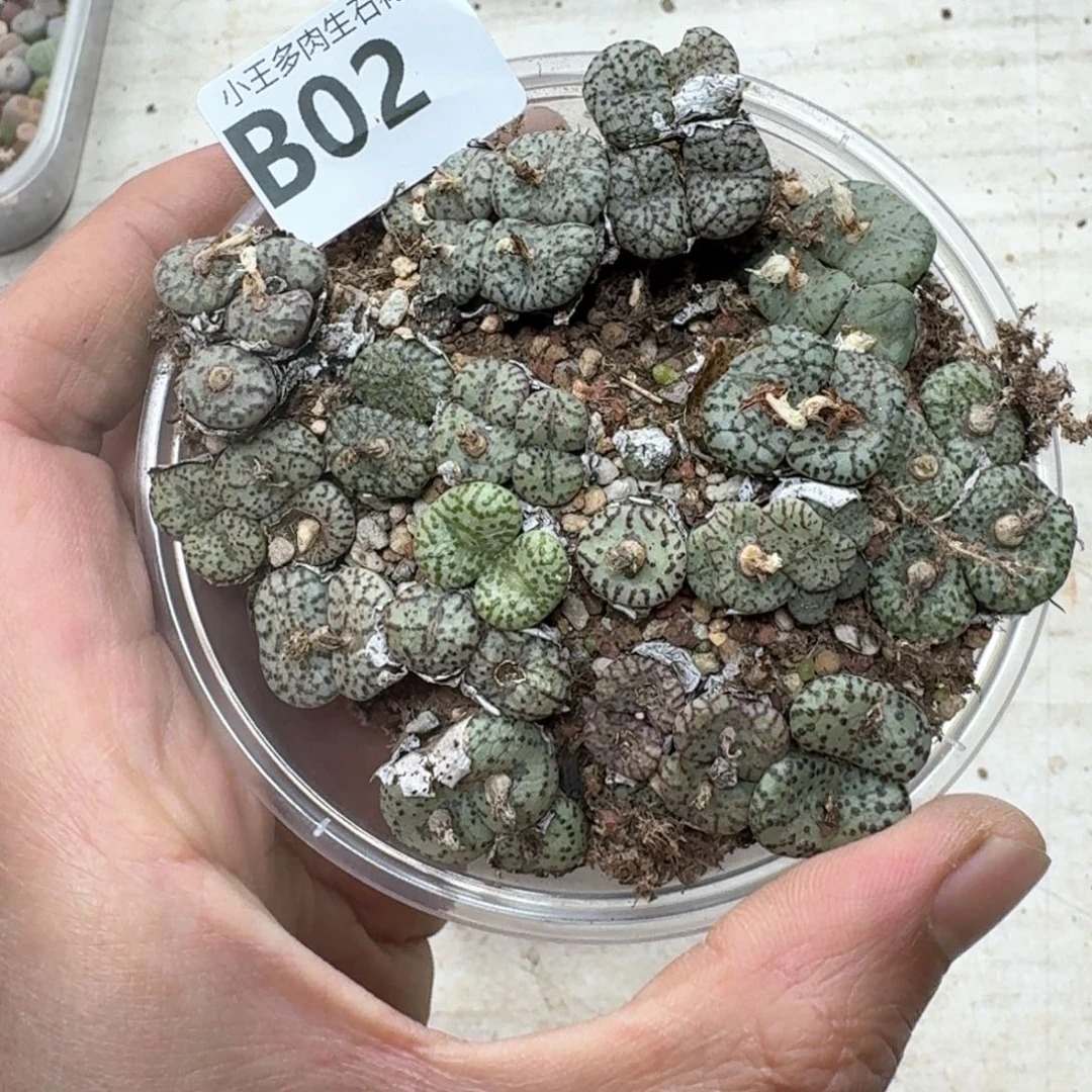 B02。彩色安贞一大盒