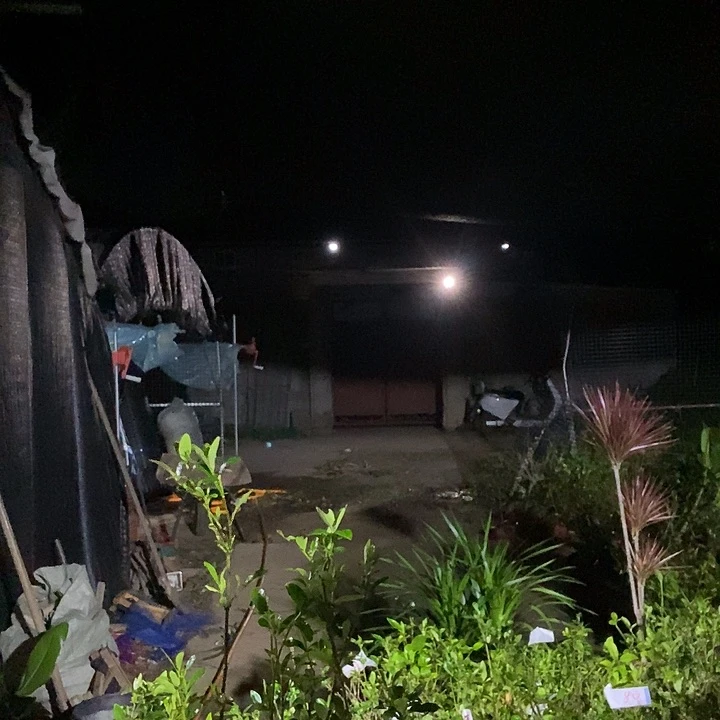 全部花苞处理2盆栀子花9.9得