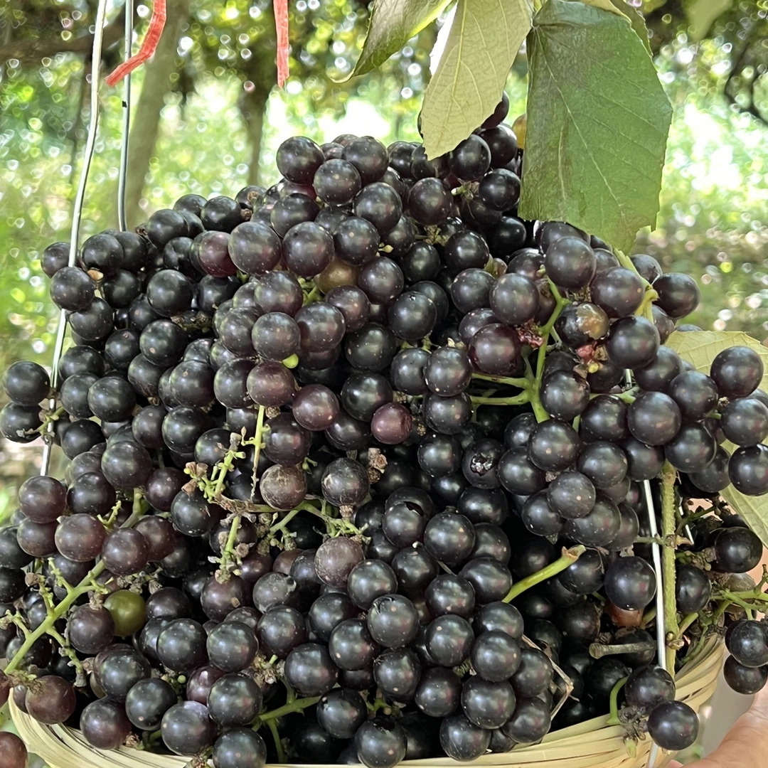 顺丰包邮广西酿酒野山葡萄新鲜现摘当季水果正宗广西百香果玻璃脆
