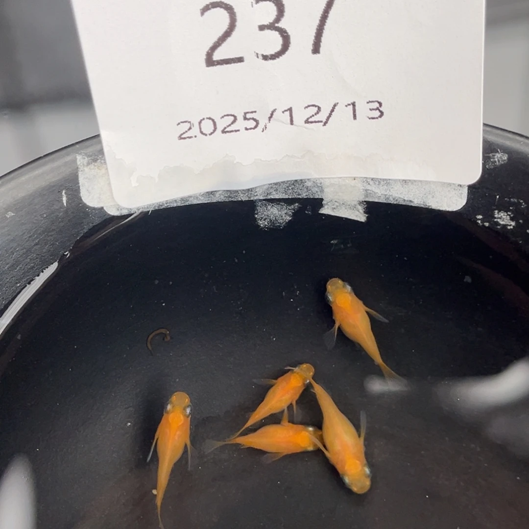 青鳉鱼237初恋球五尾