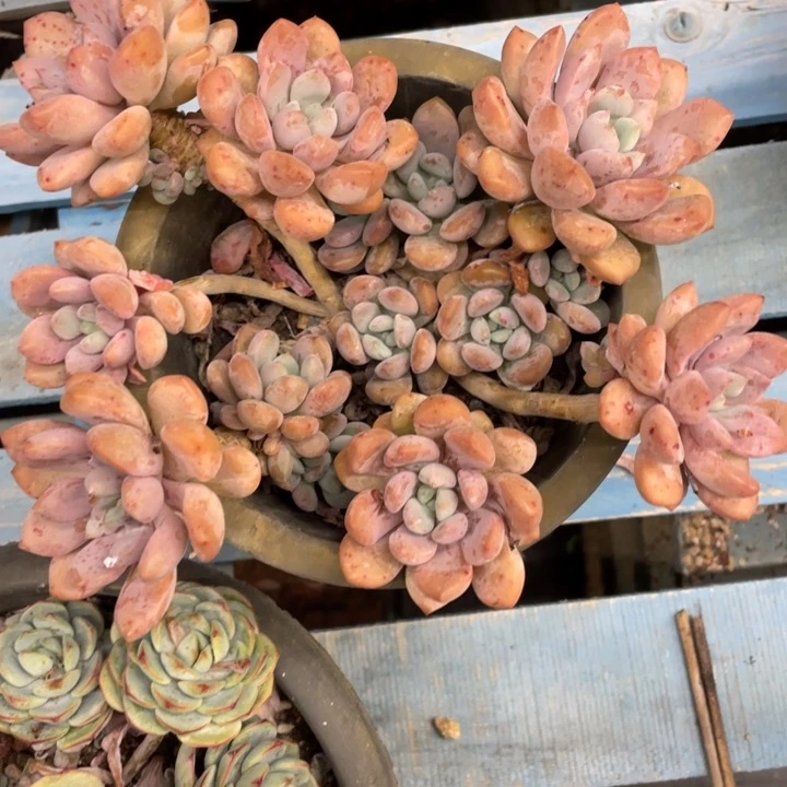 莲*弥鹿之森一物一图