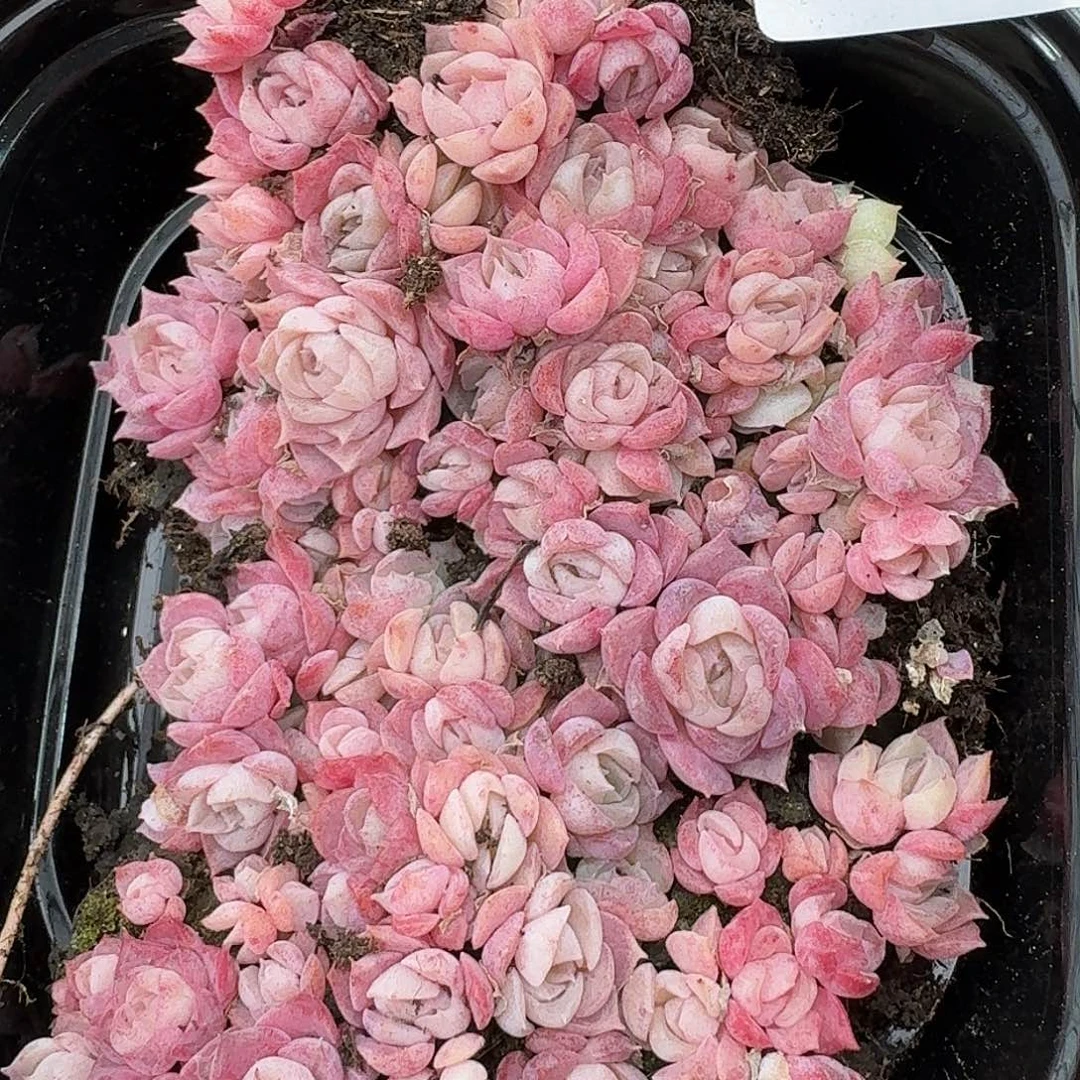 杂交新品珍妮多肉1149