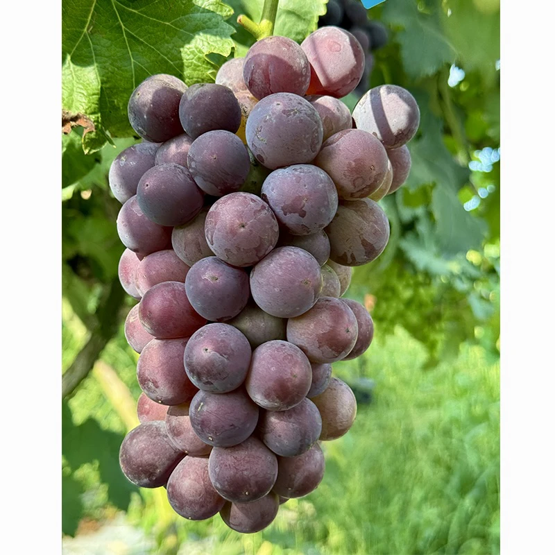 【顺丰包邮】户太八号葡萄
