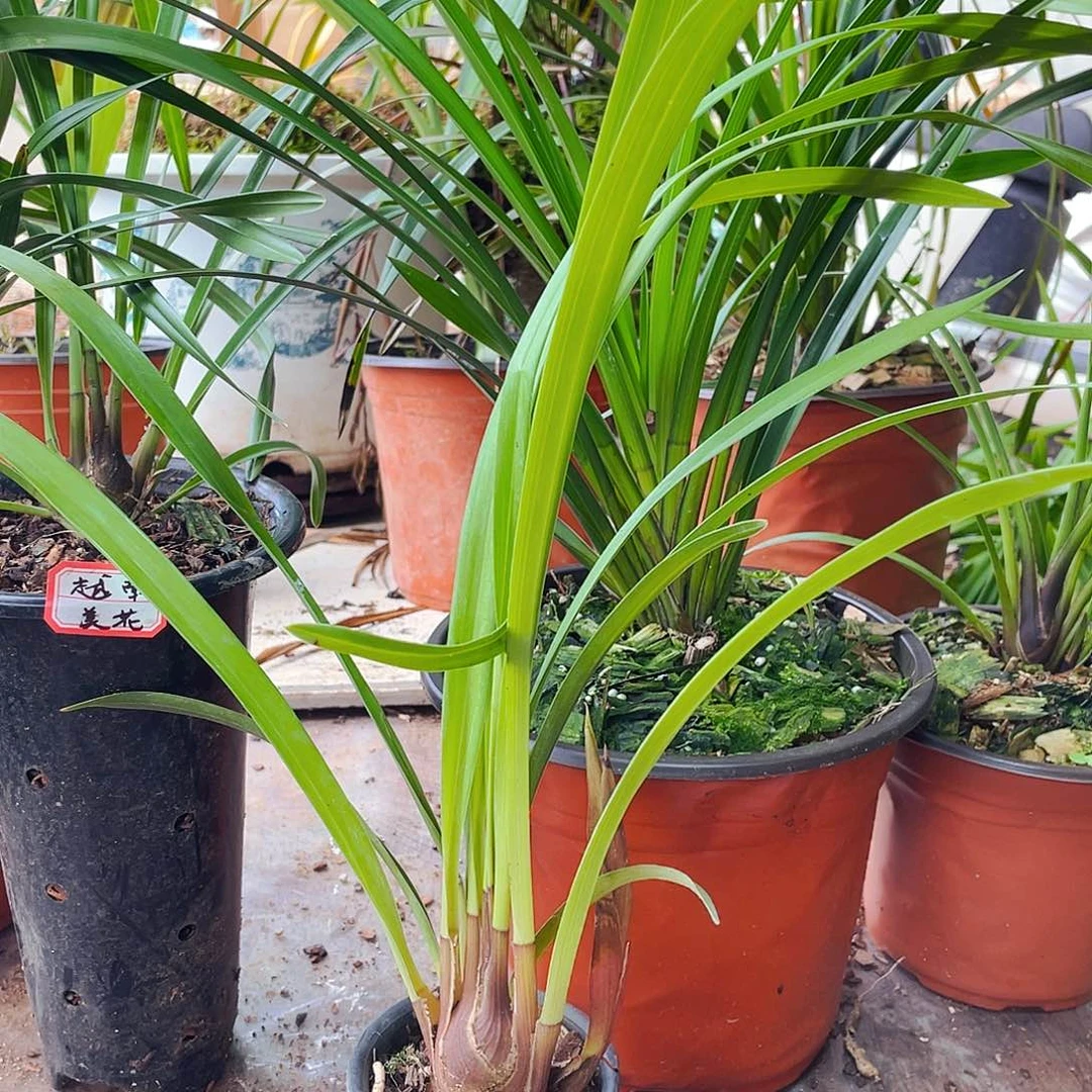 无花朵开花结果的是你不爱他是吧