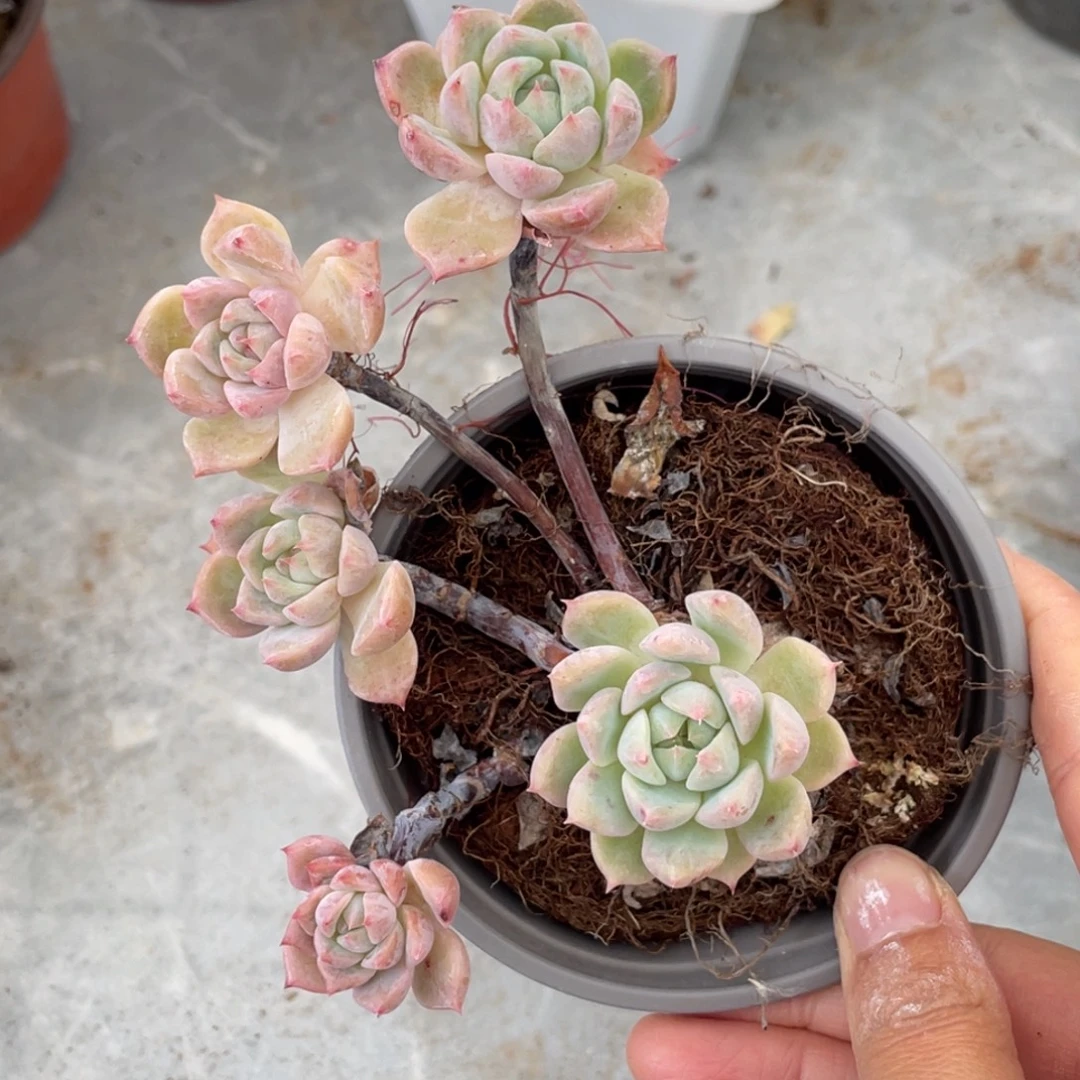 糖心雪魄飘枝满35包邮