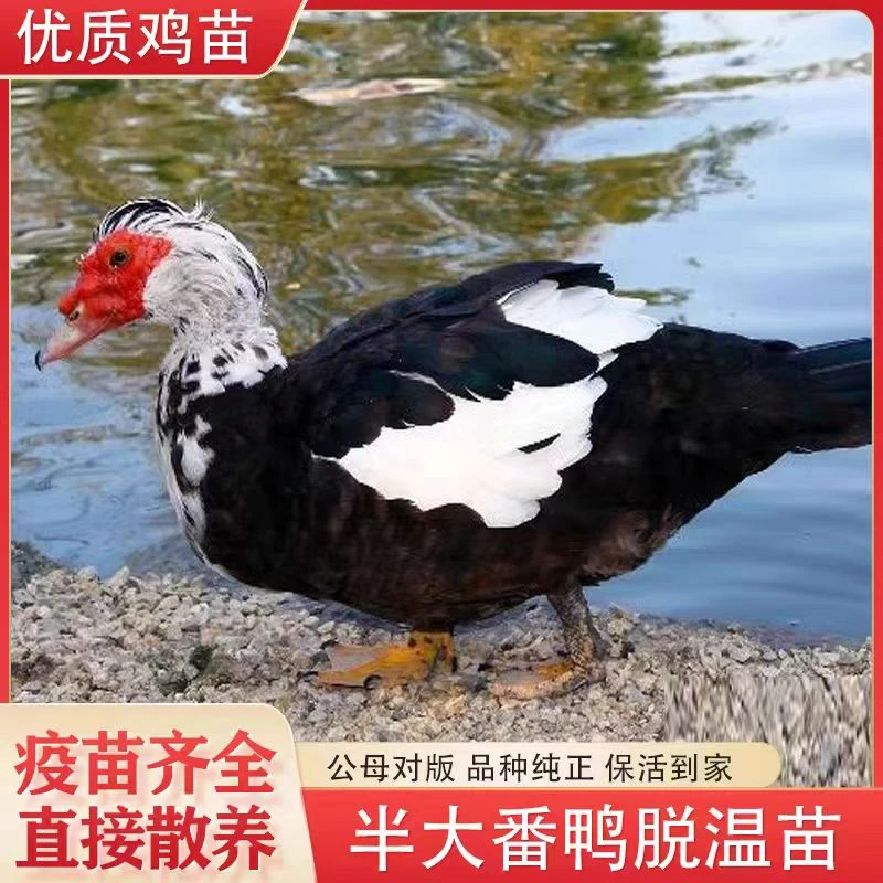 半斤左右宠物鸭大种红头番鸭西洋鸭旱鸭豚鸭正宗番鸭活体发货