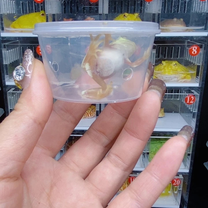 角蛙恭喜发财大吉大利