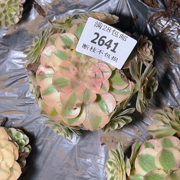 蝉****2641倾城多肉植物保护