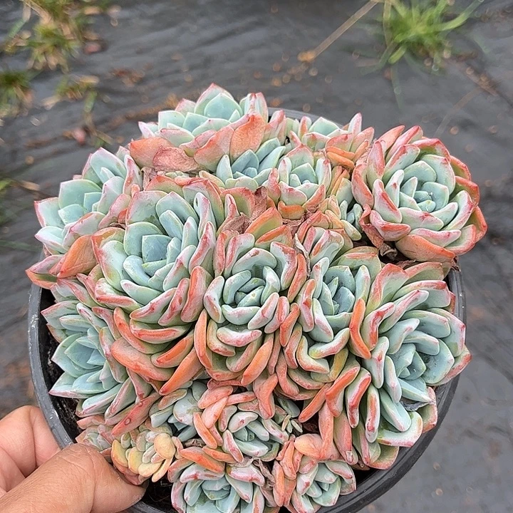 卡***伊多肉植物一物一拍