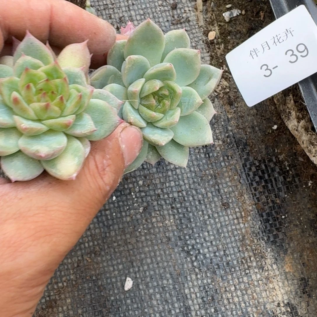 3-39出心的珍妮两颗量拍