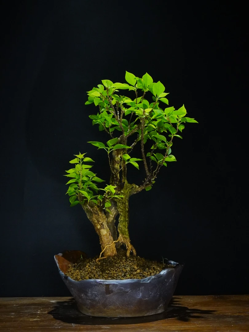 小桃红三角梅 带舍利 半张皮  手工柴烧盆