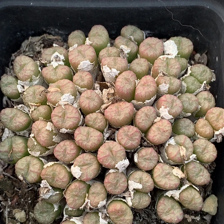 精品舞蹈分享，现在都不知道怎么