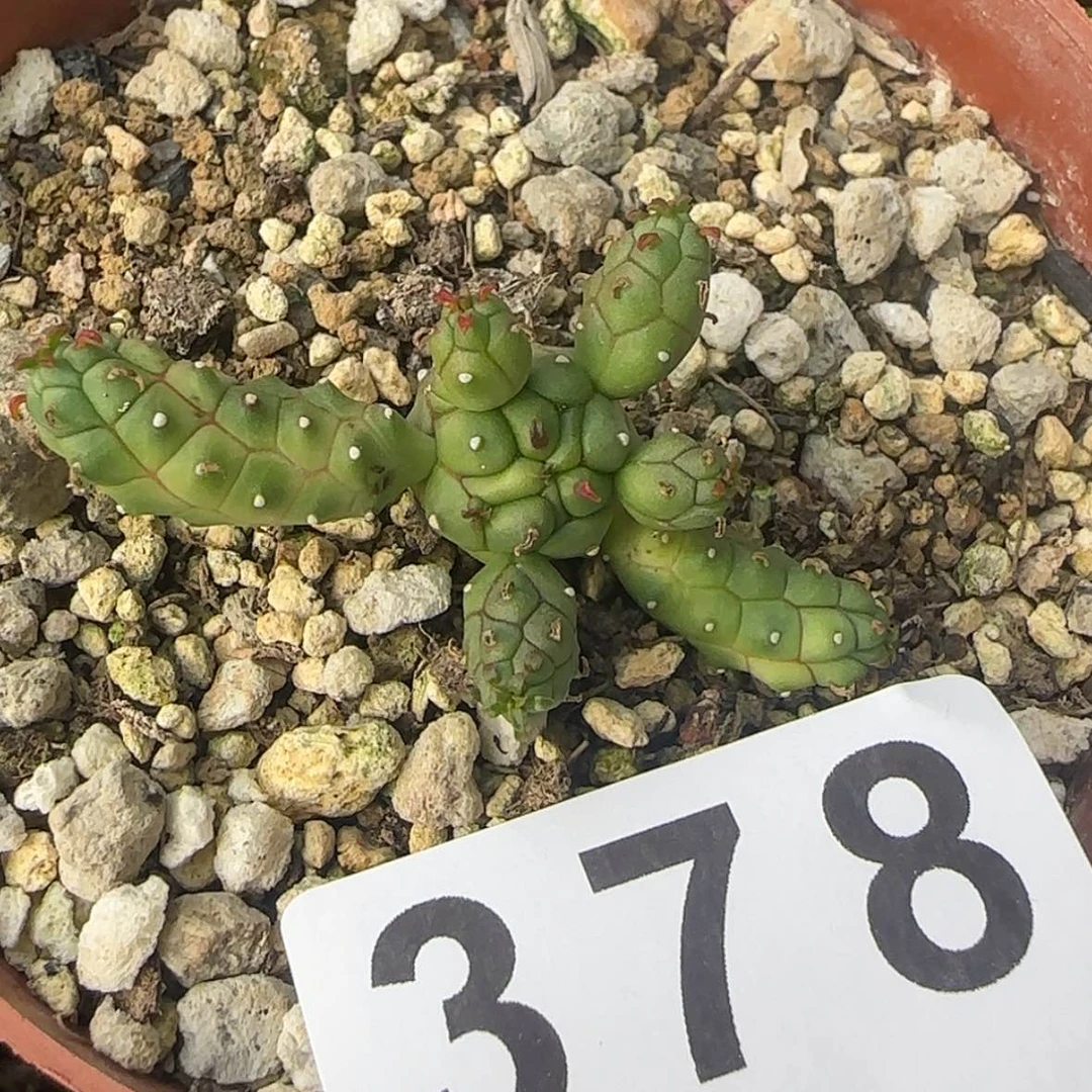 【闪购商品】块根植物布纹球