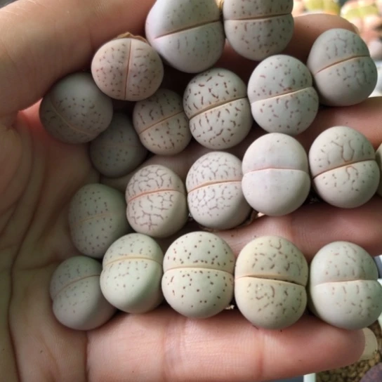 8118，优选1.5-1.7厘米20棵