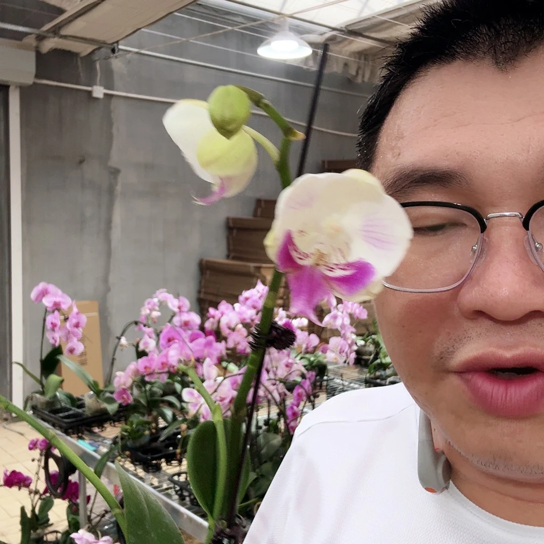 完全开放月光宝盒叶心剑带花苞微瑕