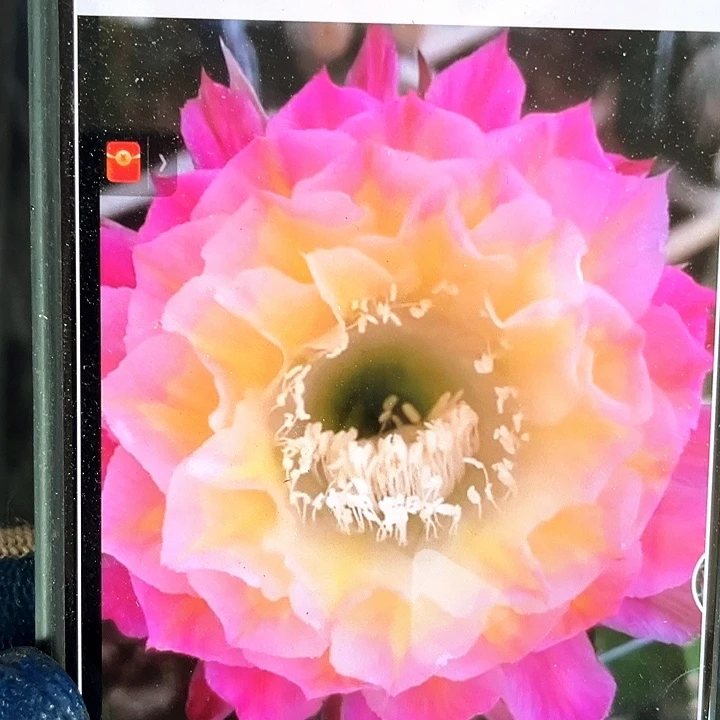 马丙侧芽歪5公分左右满18包邮