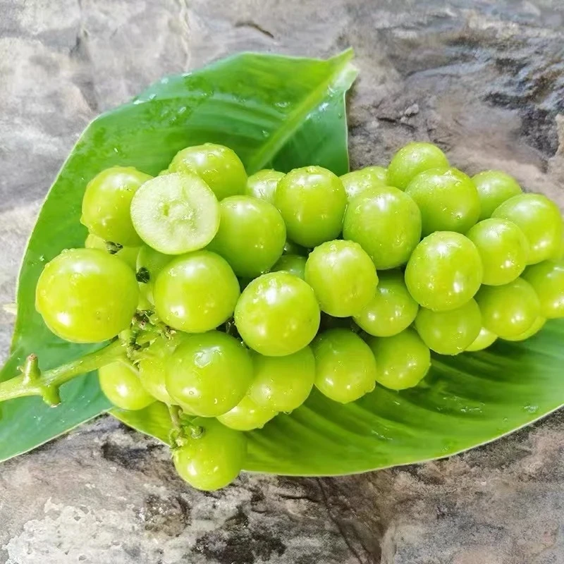 【特惠3斤装】阳光玫瑰葡萄新鲜水果3斤晴王葡萄香印提子当季顺丰包邮
