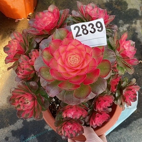 红陶2839荔枝4冠20.22