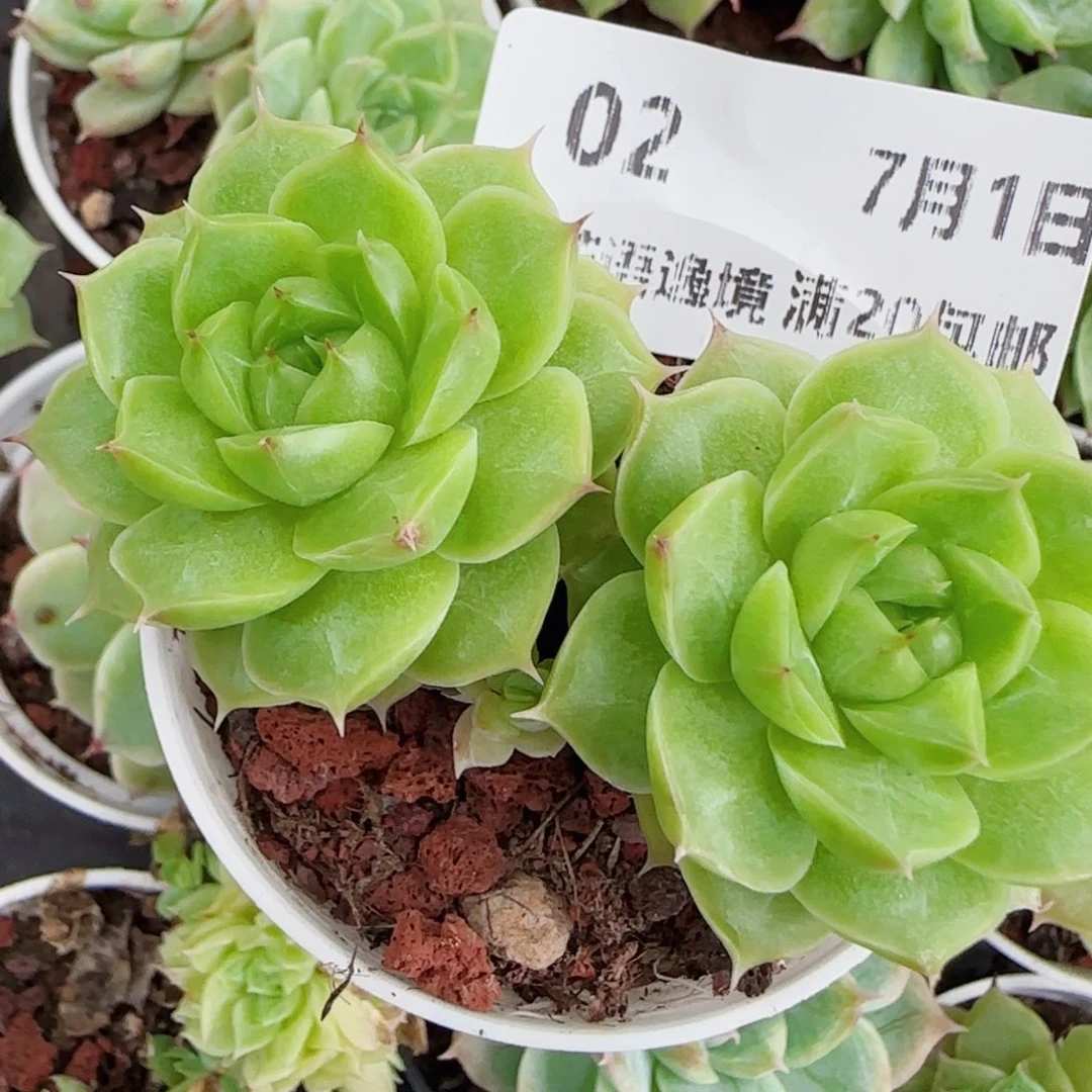 花语逸镜0701-02开播福利散