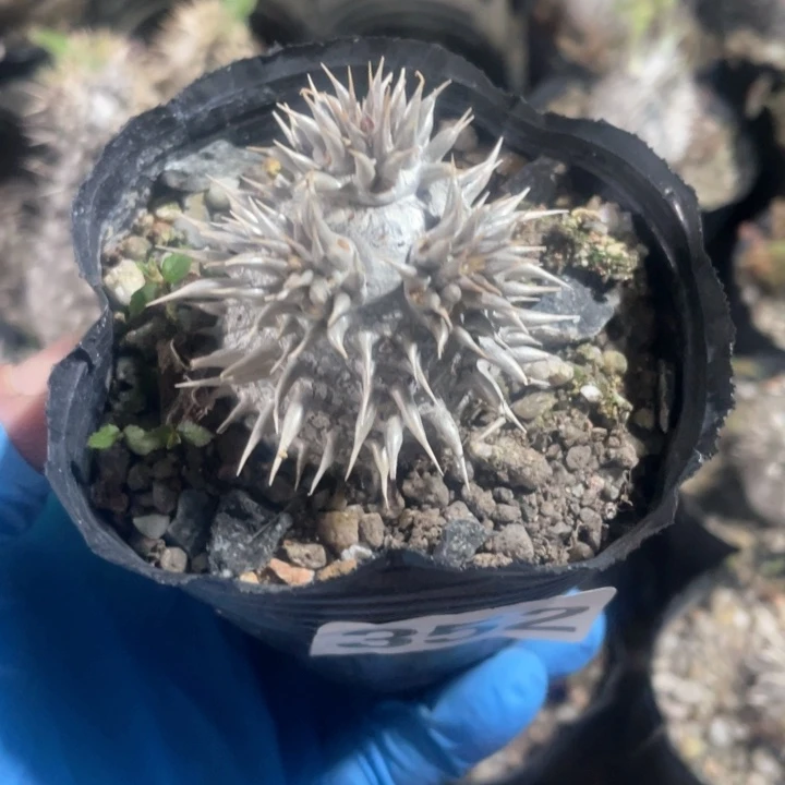 早****皮352惠比大黑块根植物