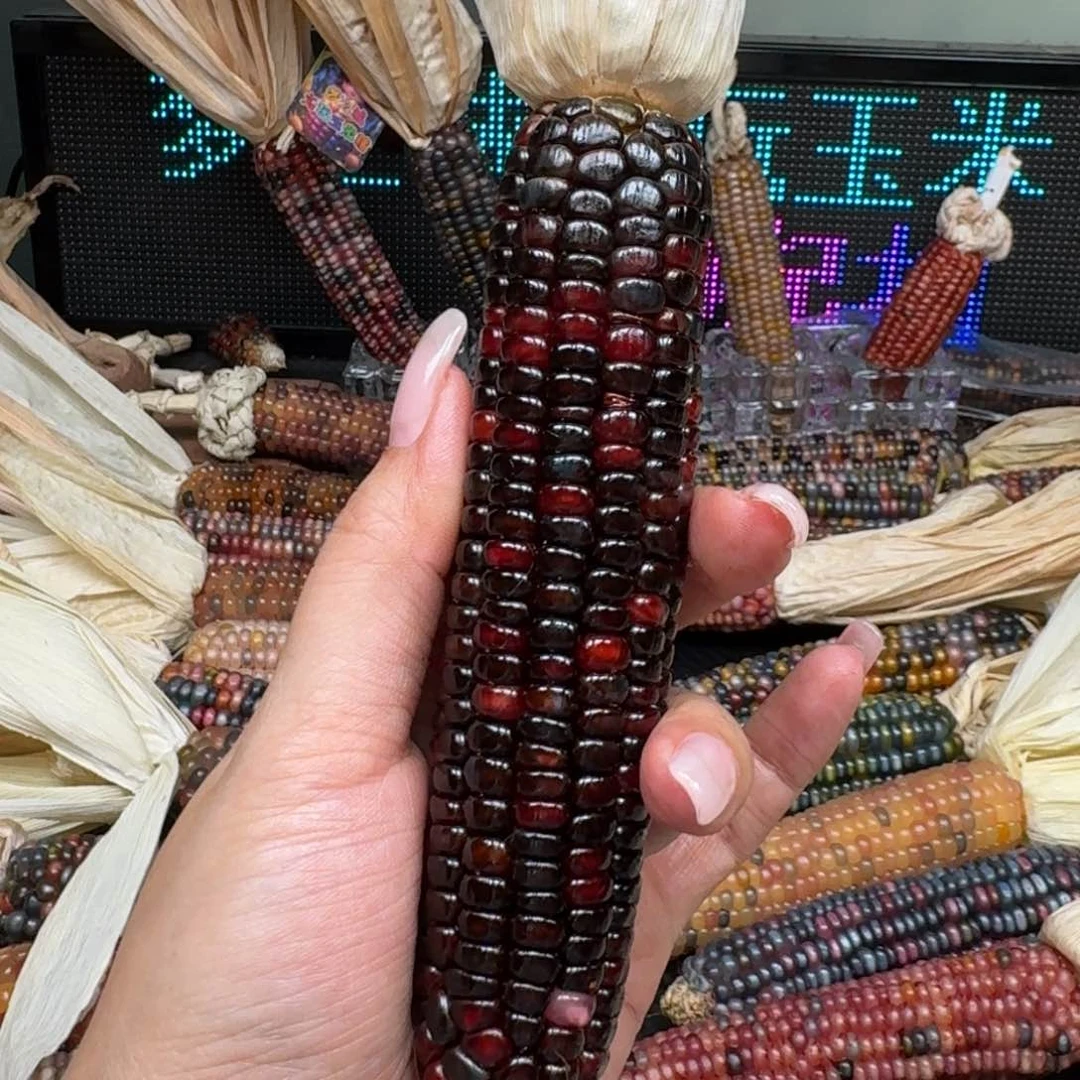 柏香籽/百香籽吊坠龙*